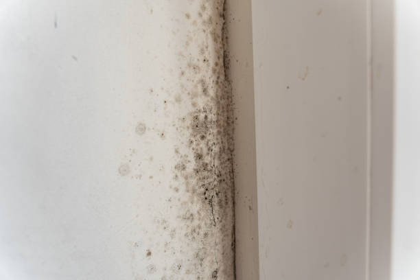 Professional Mold Inspection, Removal & Remediation in North Aurora, IL